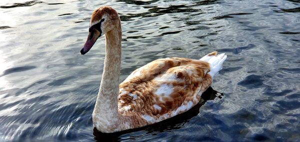 High angle view of swan swimming in lake