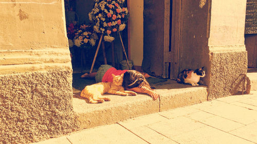 Cat sleeping on footpath