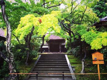 Steps amidst trees