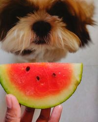Close-up of person holding apple