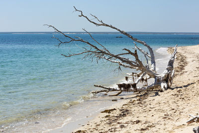 Driftwood on beach against clear sky