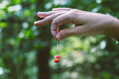 Cropped hand of man holding berry fruit