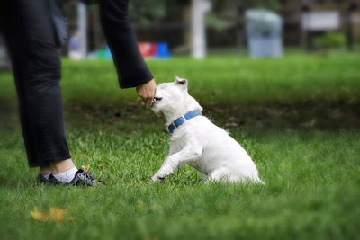 Low section of people with dog on field