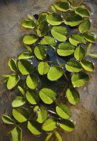 High angle view of potted plant