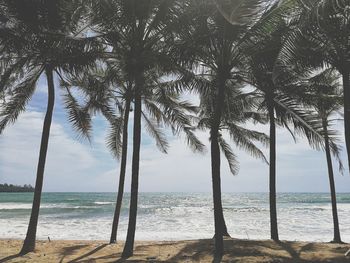 Palm trees on beach against sky