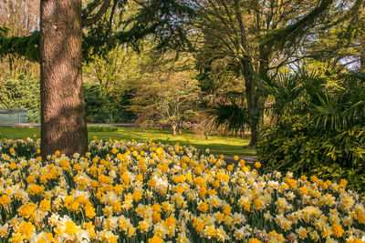 Scenic view of flowering plants and trees on field