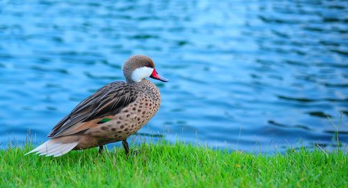 Duck perching on grassy lakeshore