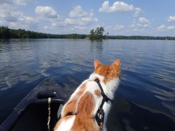 Close-up of dog by lake against sky