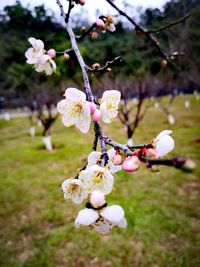 Close-up of cherry blossoms in spring