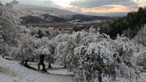 Olive tree with snow in umbria, italy