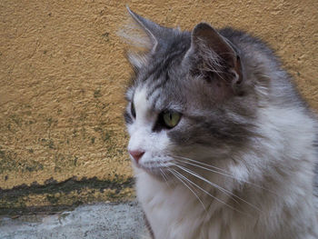 Close-up of cat looking away against wall