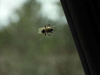 Close-up of bee on glass window