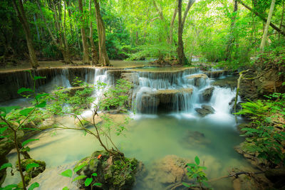 Scenic view of waterfall in forest