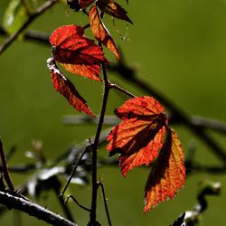 Close-up of maple leaves on branch