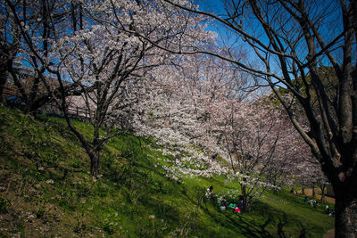 Trees in park