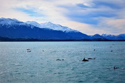 Ducks swimming in sea against mountains