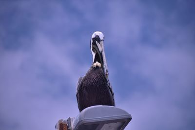 Close-up of bird perching on rock against sky