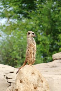 Giraffe standing outdoors