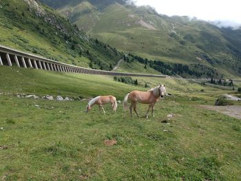 Horses grazing in a field