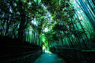 Panoramic shot of trees on landscape