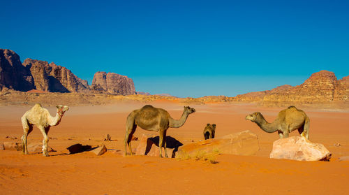 Camels in jordan wadi rum desert on red sand with baby and high mountains in the background
