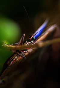 Close-up of insect against leaf