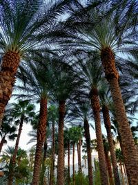 Low angle view of palm trees against sky