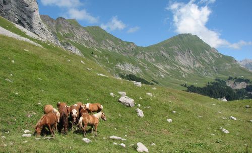 Cows grazing on field against sky