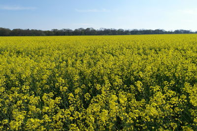 Scenic view of oilseed rape field against sky