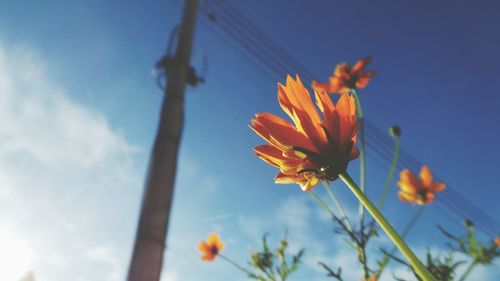 Low angle view of yellow flowers against clear sky