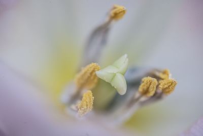 Close-up of flower against blurred background