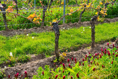 Flowering plants and trees on field