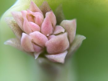 Close-up of pink flowers