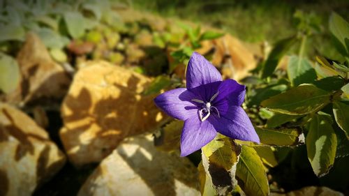 Close-up of purple flower blooming outdoors