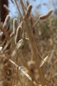 Close-up of dry plant on field