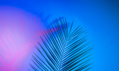 Close-up of palm tree against blue sky