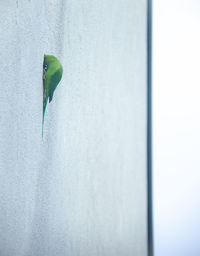 Close-up of white flower on wall