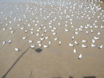 High angle view of starfish on beach