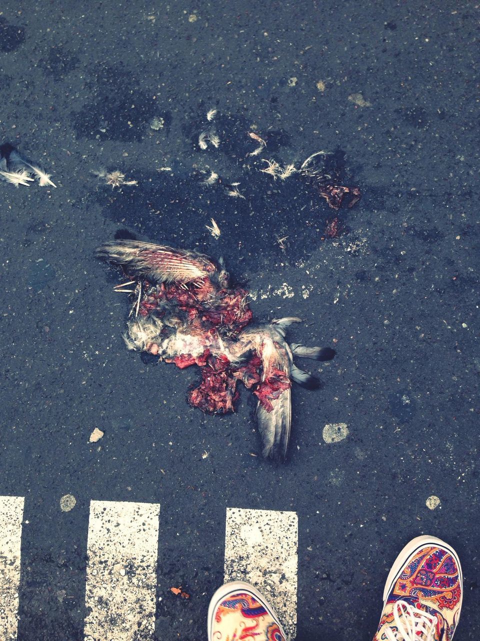 street, animal themes, high angle view, dead animal, low section, fish, road, outdoors, shoe, day, one animal, standing, animals in the wild, sunlight, wildlife, asphalt, sidewalk