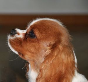 Close-up of dog cavalier king spaniel