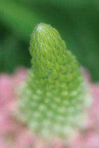 Close-up of succulent plant