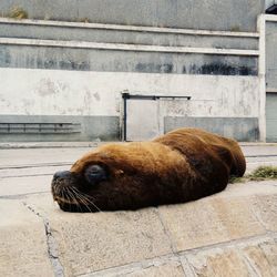 Side view of a dog resting on street