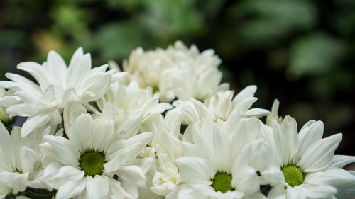 Close-up of white flowers blooming outdoors