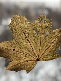 Close-up of maple leaf on tree