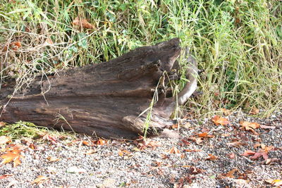 Surface level of stream along plants