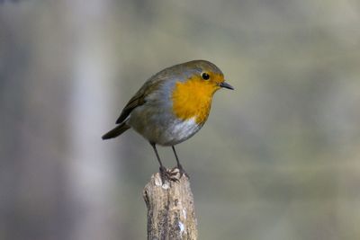 Close-up of bird perching on wooden post