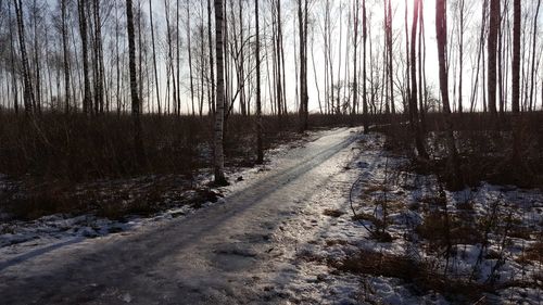 Trees in forest during winter