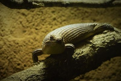 Close-up of lizard