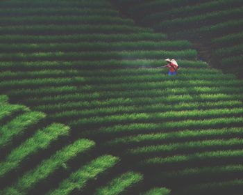 High angle view of corn field