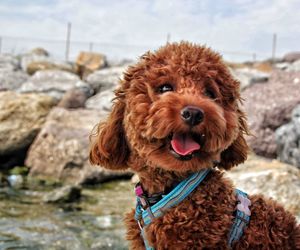 Close-up portrait of a dog